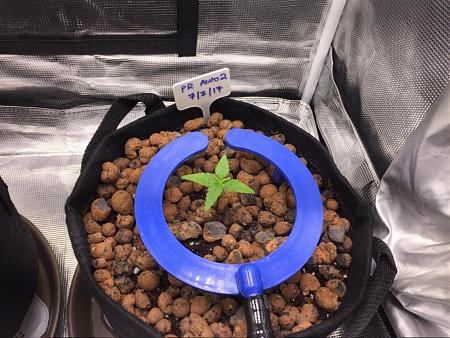 Click image for larger version

Name:	2017-07-12-PR-Auto-2.jpg
Views:	565
Size:	571.5 KB
ID:	115432