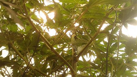 Click image for larger version

Name:	20180521_093833.jpg
Views:	203
Size:	747.4 KB
ID:	206258