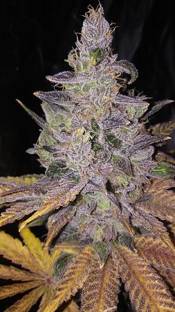 Click image for larger version

Name:	20180430_184649.jpg
Views:	217
Size:	2.60 MB
ID:	200520