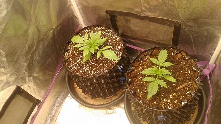 Click image for larger version

Name:	20180510_191010.jpg
Views:	233
Size:	895.8 KB
ID:	203759