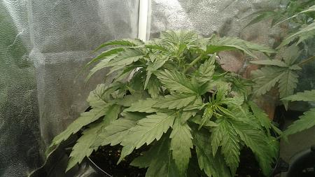 Click image for larger version

Name:	20180521_093805.jpg
Views:	203
Size:	810.2 KB
ID:	206257