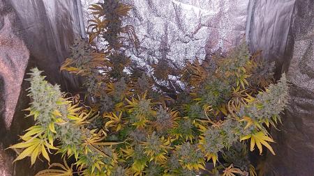 Click image for larger version

Name:	20180430_184711.jpg
Views:	229
Size:	2.90 MB
ID:	200519