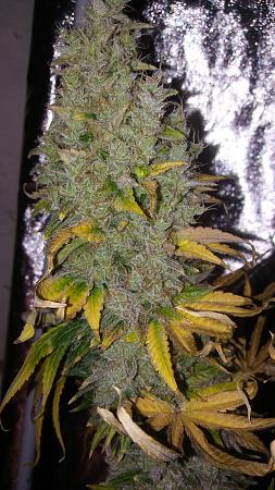 Click image for larger version

Name:	20180430_184659.jpg
Views:	226
Size:	2.70 MB
ID:	200522