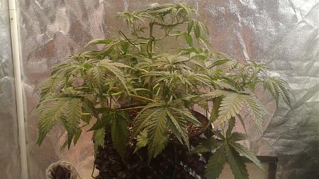 Click image for larger version

Name:	20180516_065605.jpg
Views:	258
Size:	927.2 KB
ID:	205062