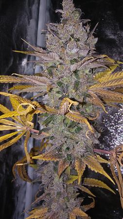 Click image for larger version

Name:	20180430_184739.jpg
Views:	231
Size:	2.70 MB
ID:	200521