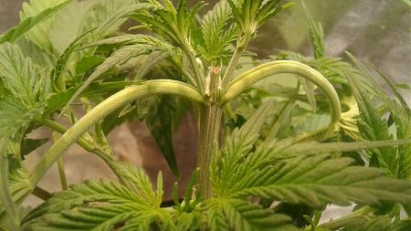 Click image for larger version

Name:	20180510_190957.jpg
Views:	241
Size:	644.9 KB
ID:	203757