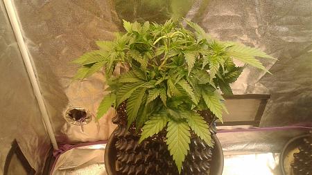 Click image for larger version

Name:	20180510_191004.jpg
Views:	209
Size:	887.7 KB
ID:	203758