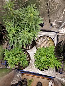 Click image for larger version

Name:	20200430_102104_copy_1209x1612.jpg
Views:	680
Size:	903.5 KB
ID:	400206