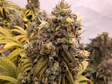 Click image for larger version  Name:	c2818a22-27f2-4413-878a-60811a587964.jpg Views:	0 Size:	290.6 KB ID:	664677