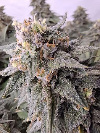 Click image for larger version  Name:	3cf20c3f-6e4d-42a3-90f7-43dffd030cf8.jpg Views:	0 Size:	411.4 KB ID:	664678