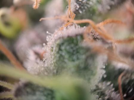 Click image for larger version  Name:	8da7fdc4-db16-4da6-8a77-3e33819a7ac8.jpg Views:	0 Size:	168.1 KB ID:	664679