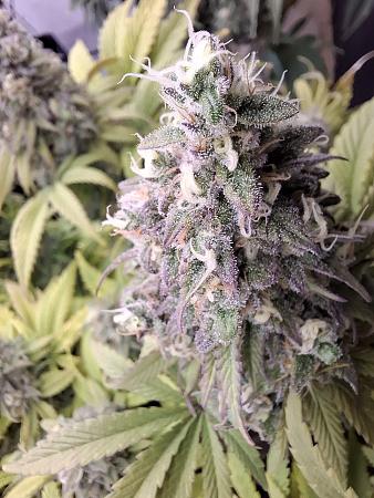 Click image for larger version  Name:	025b1501-5b6e-4e72-8c13-6206b3480dca.jpg Views:	0 Size:	285.0 KB ID:	664680