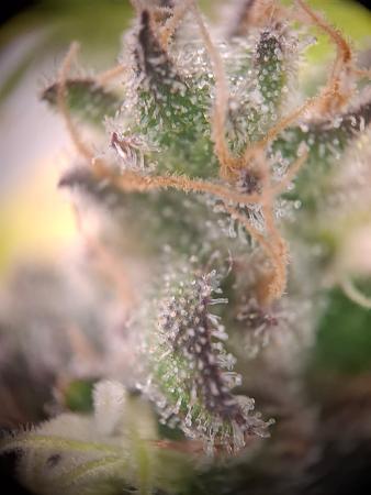 Click image for larger version  Name:	f1dc5fd0-4667-4938-a342-eb75f6284552.jpg Views:	0 Size:	213.8 KB ID:	664683