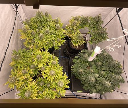 Click image for larger version  Name:	IMG_1427.jpg Views:	0 Size:	2.81 MB ID:	664691