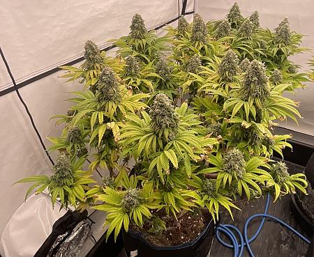 Click image for larger version

Name:	IMG_1431.jpg
Views:	20
Size:	1.37 MB
ID:	664694