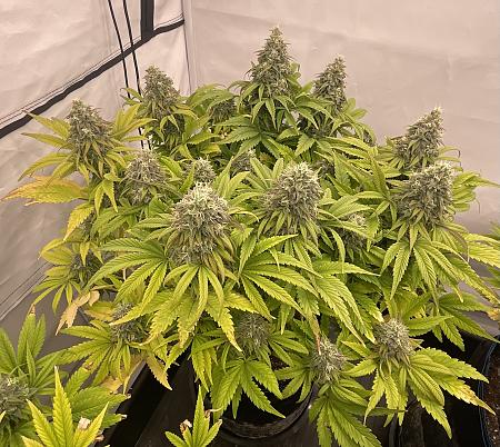 Click image for larger version

Name:	IMG_1433.jpg
Views:	15
Size:	1.74 MB
ID:	664696