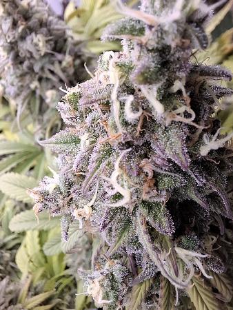 Click image for larger version  Name:	125e9d55-49d7-4615-9116-108c52ee659e.jpg Views:	0 Size:	364.6 KB ID:	664690