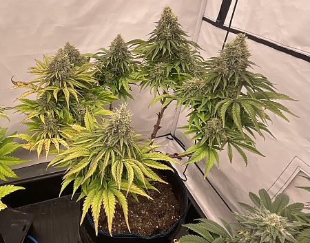 Click image for larger version

Name:	IMG_1432.jpg
Views:	15
Size:	1.55 MB
ID:	664695