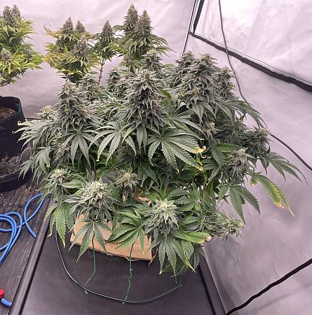 Click image for larger version

Name:	IMG_1430.jpg
Views:	15
Size:	1.94 MB
ID:	664697