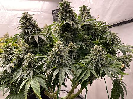 Click image for larger version

Name:	IMG_1436.jpg
Views:	15
Size:	3.66 MB
ID:	664699