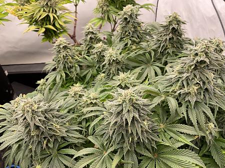 Click image for larger version

Name:	IMG_1437.jpg
Views:	15
Size:	3.98 MB
ID:	664701