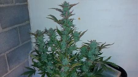 Click image for larger version

Name:	IMG_20180111_111006506.jpg
Views:	250
Size:	615.8 KB
ID:	163078