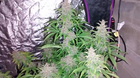 Click image for larger version

Name:	IMG_20180111_112515078.jpg
Views:	274
Size:	805.1 KB
ID:	163083