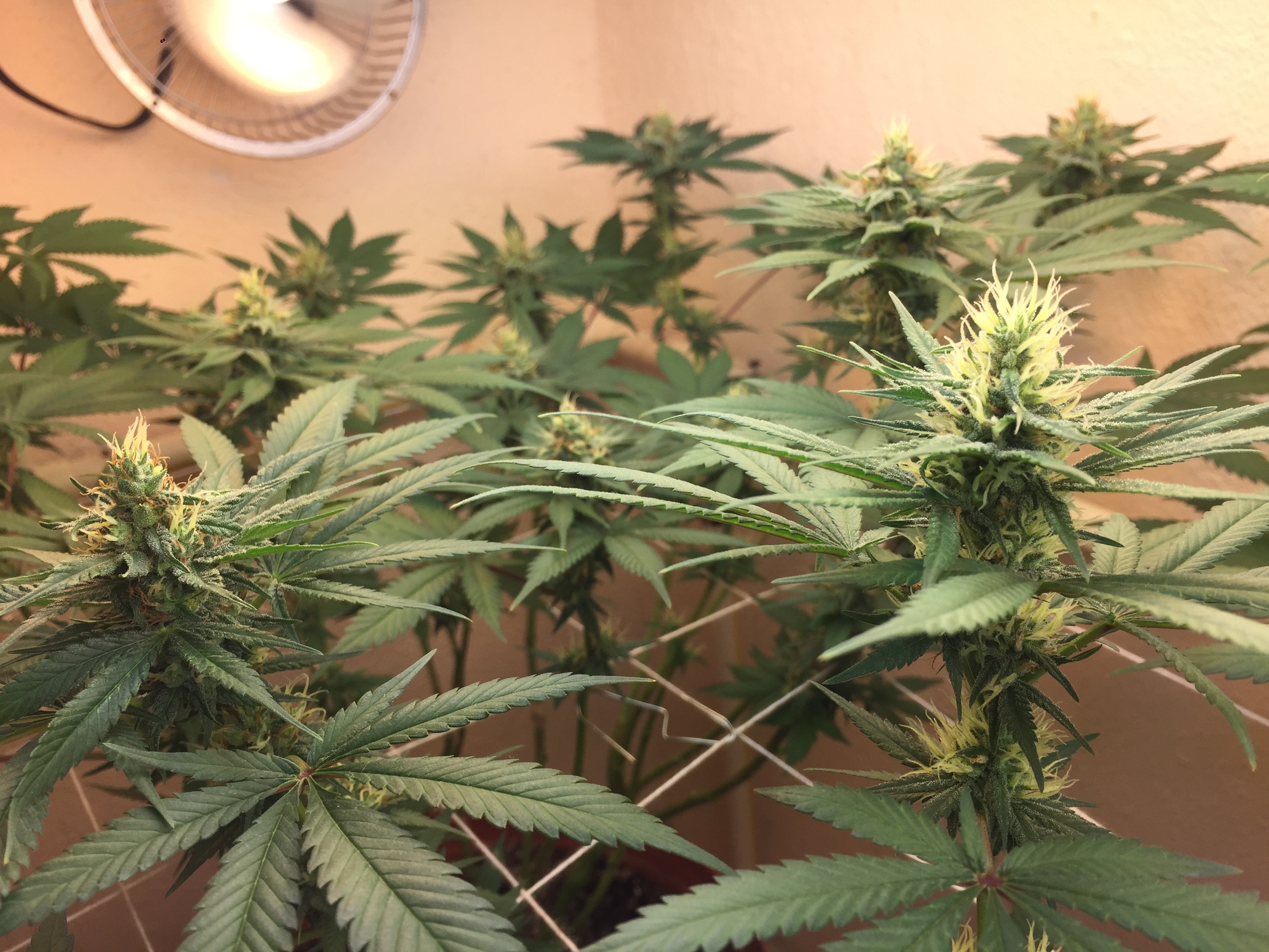 Click image for larger version

Name:	IMG_8496.JPG
Views:	339
Size:	1.48 MB
ID:	223118