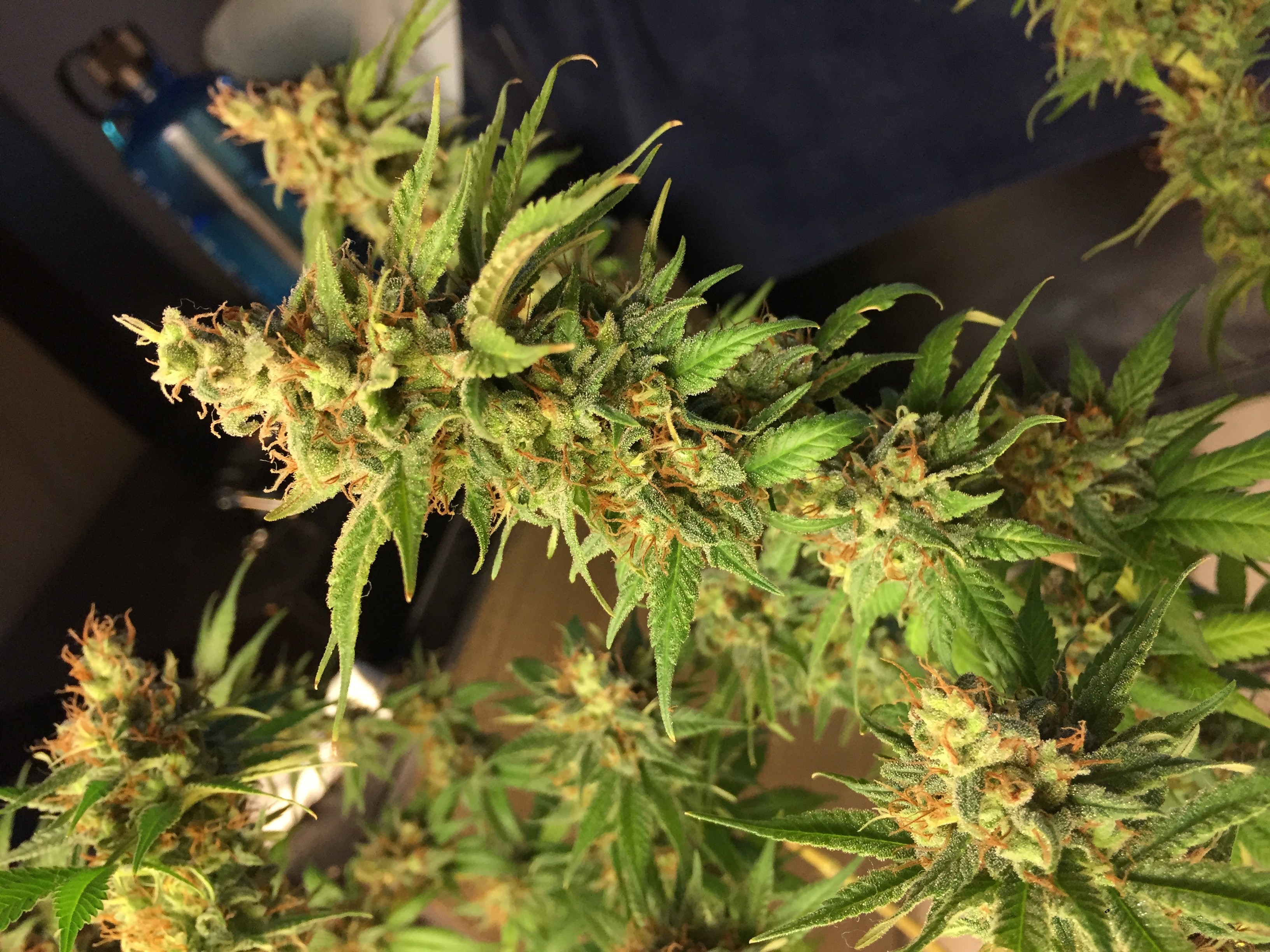 Click image for larger version

Name:	IMG_8616.JPG
Views:	172
Size:	1.82 MB
ID:	230182