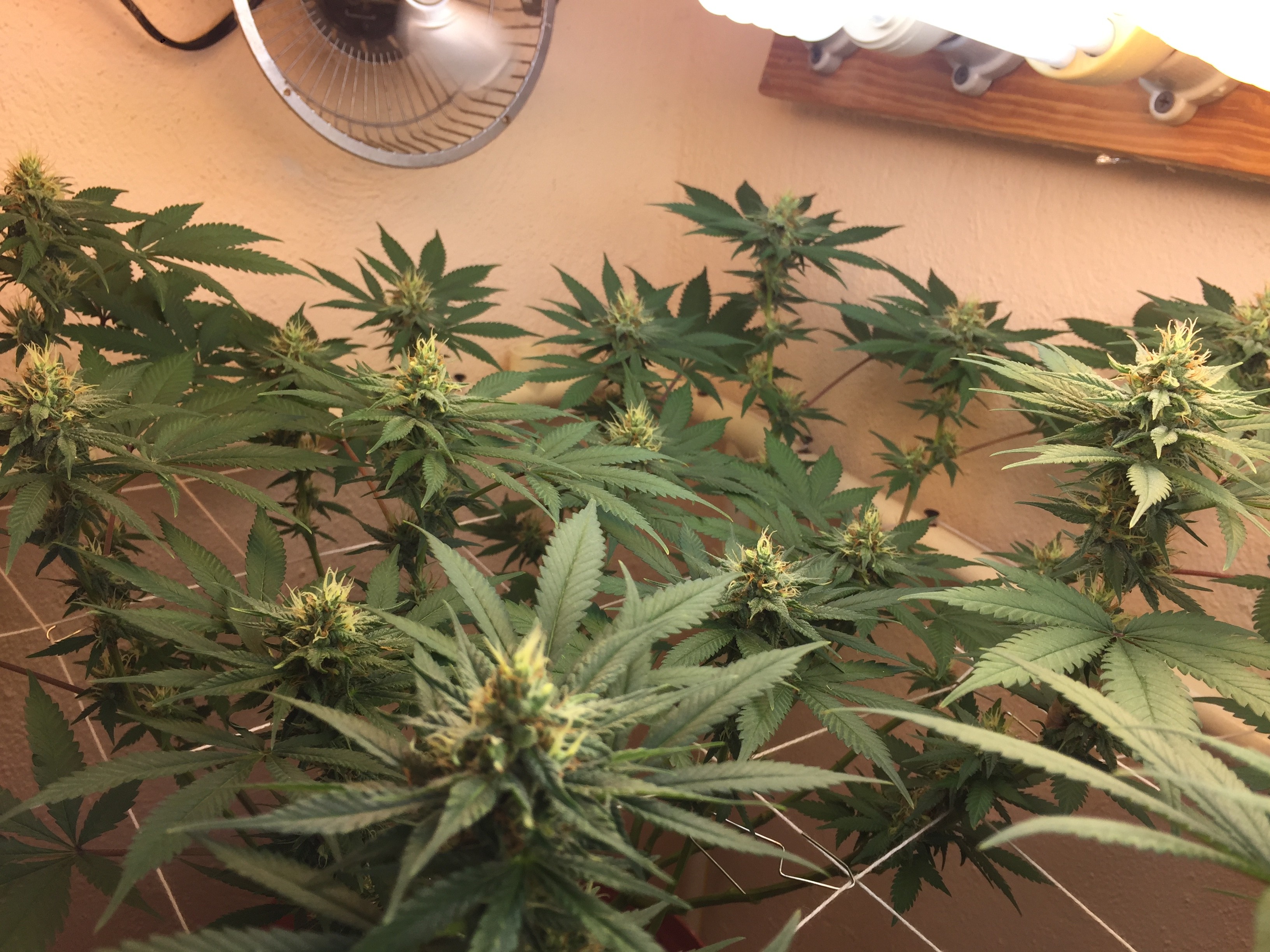 Click image for larger version

Name:	IMG_8498.JPG
Views:	259
Size:	1.52 MB
ID:	223119