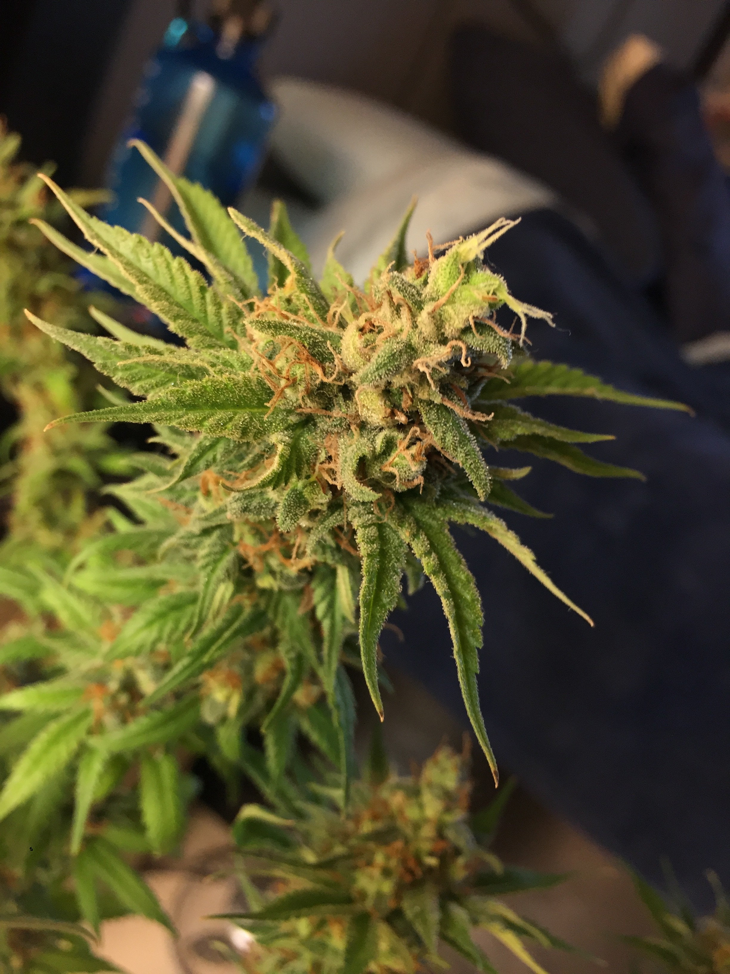 Click image for larger version

Name:	IMG_8618.JPG
Views:	161
Size:	1.42 MB
ID:	230181