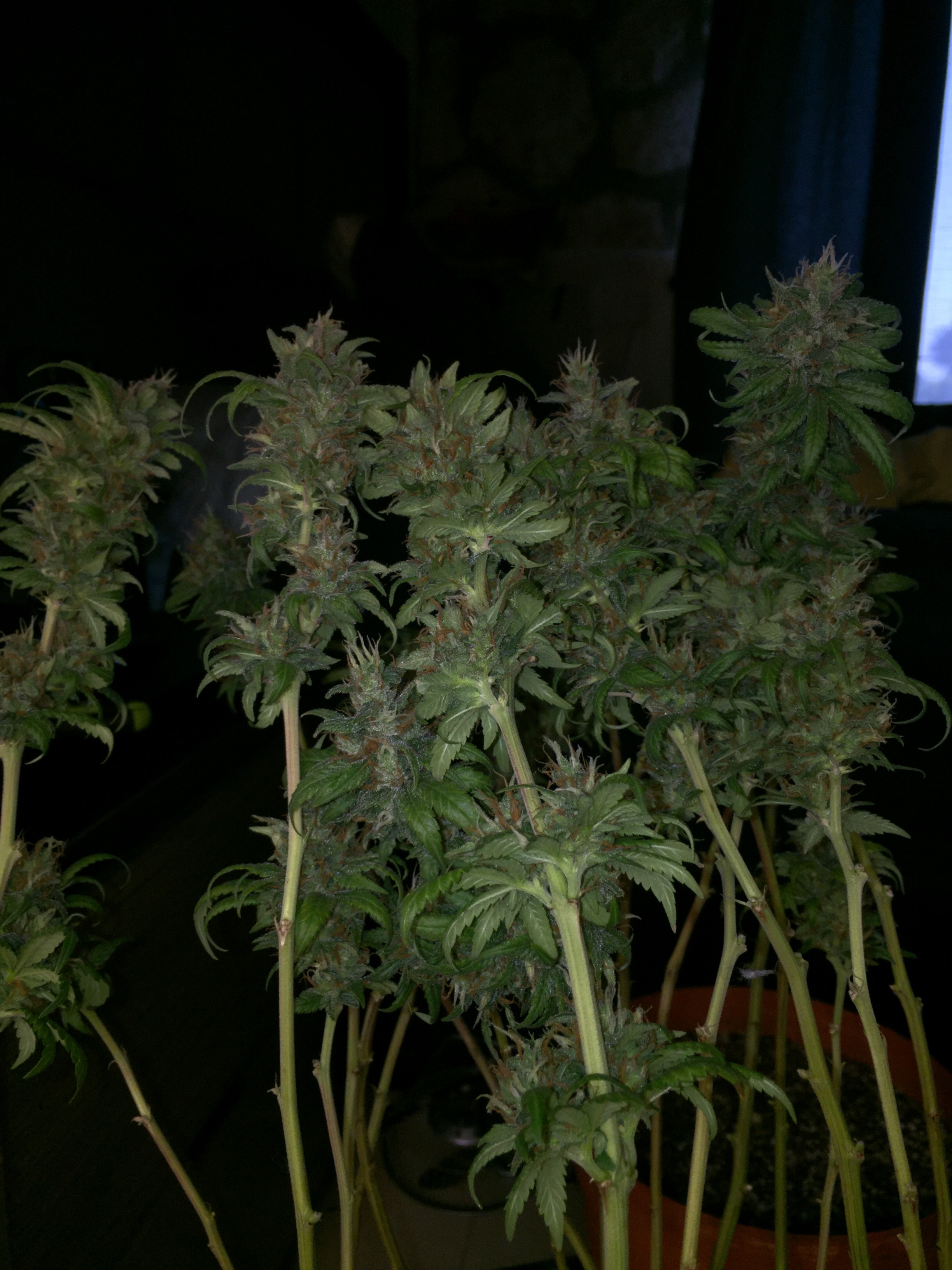 Click image for larger version

Name:	IMG_8635.JPG
Views:	163
Size:	1.23 MB
ID:	230184