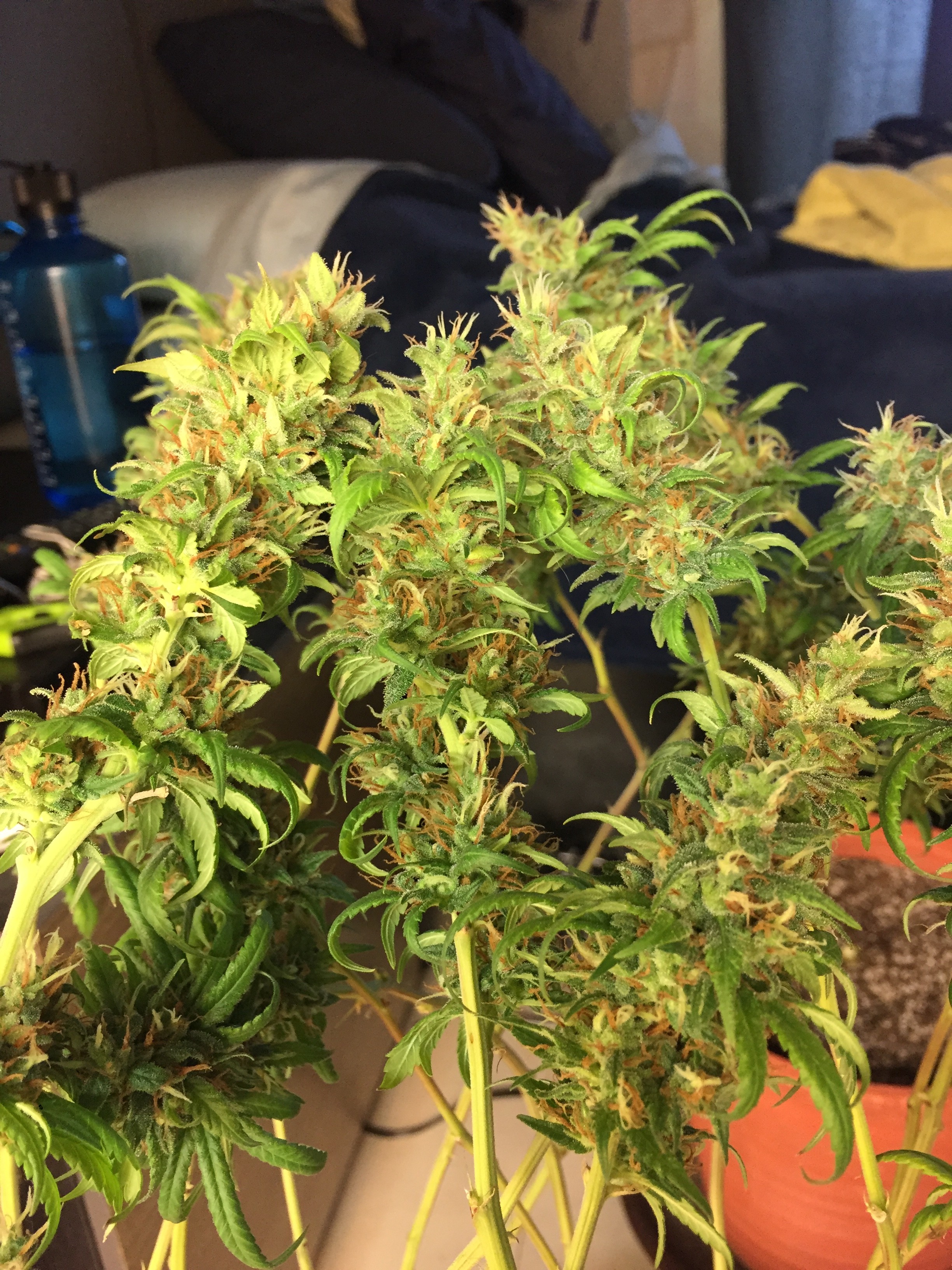 Click image for larger version

Name:	IMG_8626.JPG
Views:	168
Size:	1.92 MB
ID:	230186