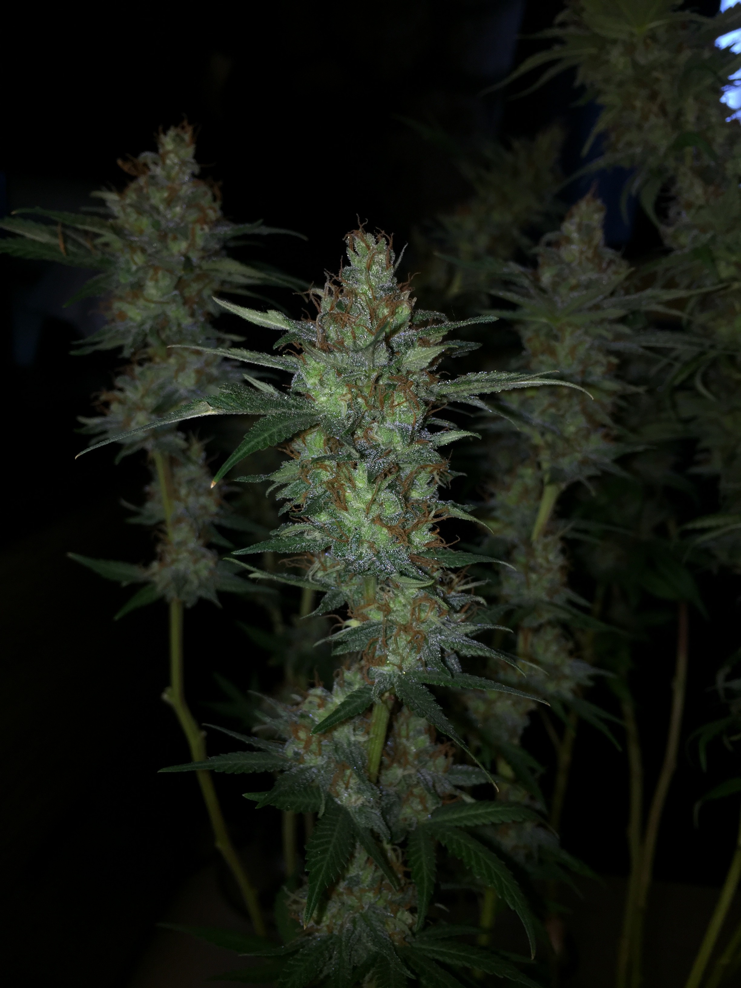 Click image for larger version

Name:	IMG_8621.JPG
Views:	155
Size:	1,016.9 KB
ID:	230185