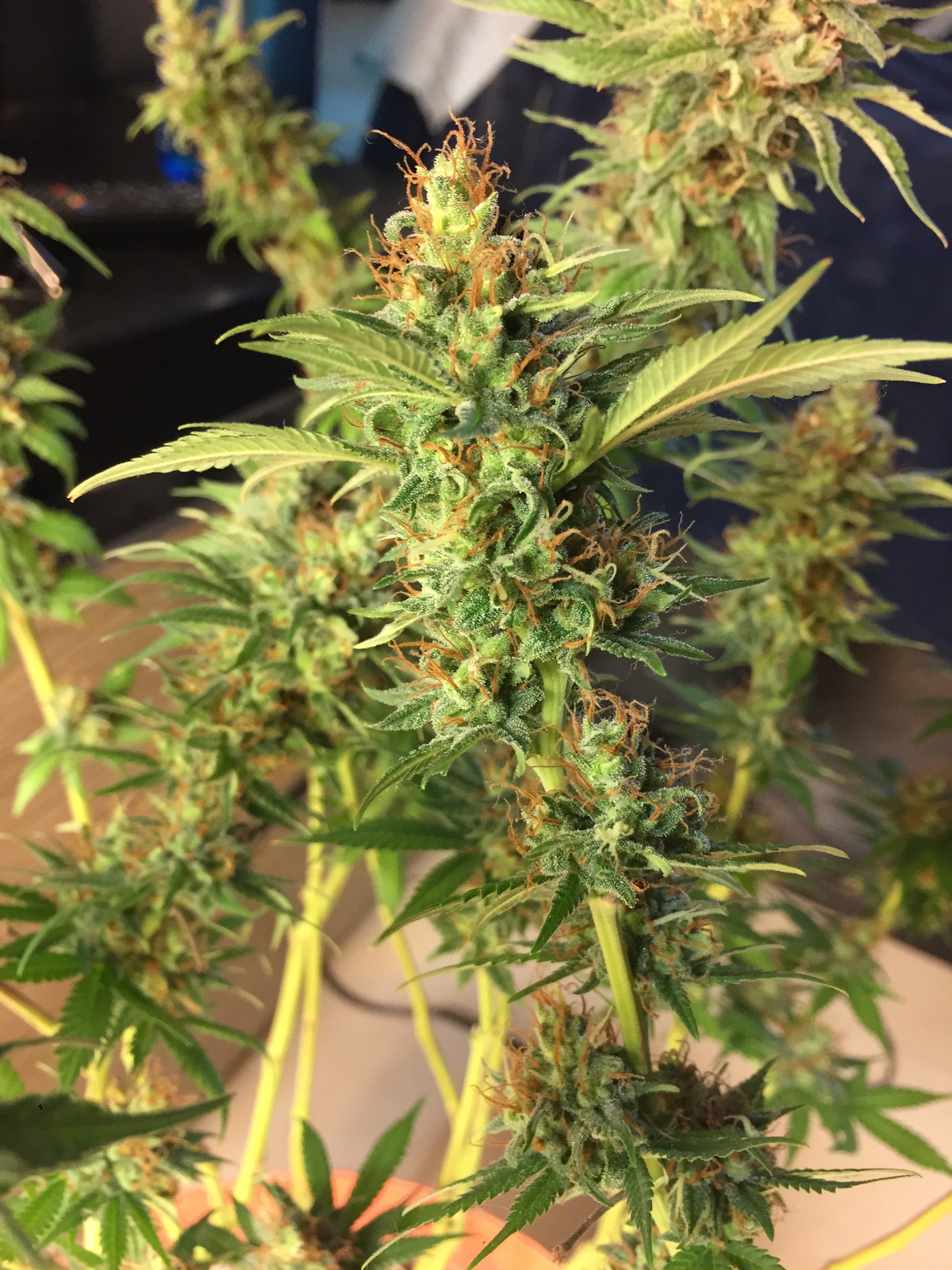 Click image for larger version

Name:	IMG_8617.JPG
Views:	232
Size:	1.65 MB
ID:	230180