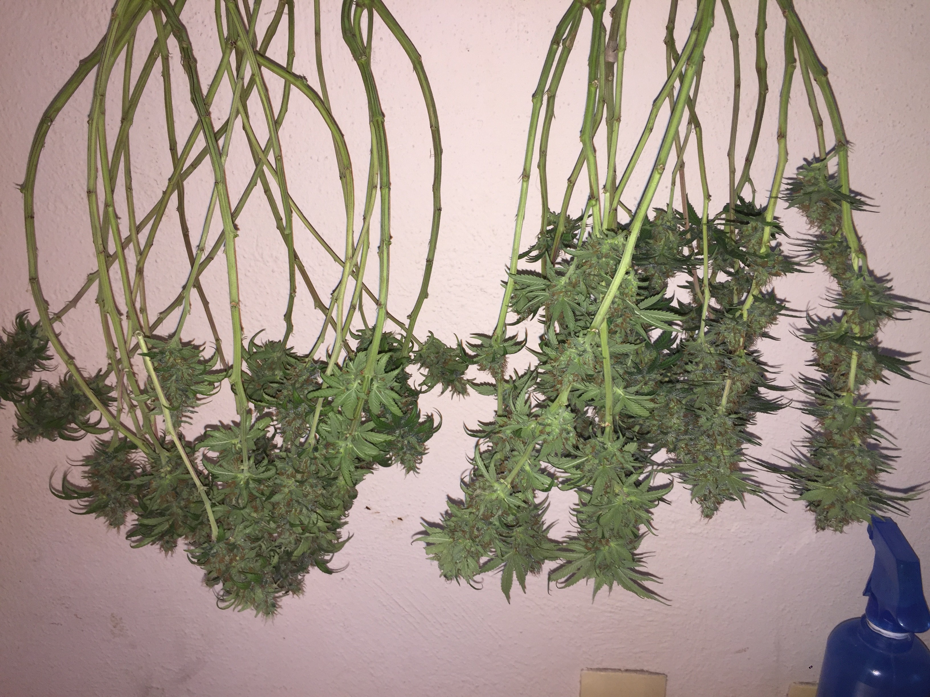 Click image for larger version

Name:	IMG_8642.JPG
Views:	170
Size:	1.73 MB
ID:	230189