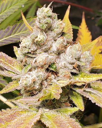 Click image for larger version

Name:	IMG_20190517_070501_773.jpg
Views:	429
Size:	1.14 MB
ID:	311154