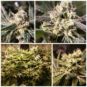 Click image for larger version

Name:	inCollage_20190430_203612787.jpg
Views:	364
Size:	1.16 MB
ID:	308518