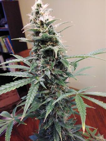 Click image for larger version

Name:	20200315_111921.jpg
Views:	490
Size:	1.35 MB
ID:	384415