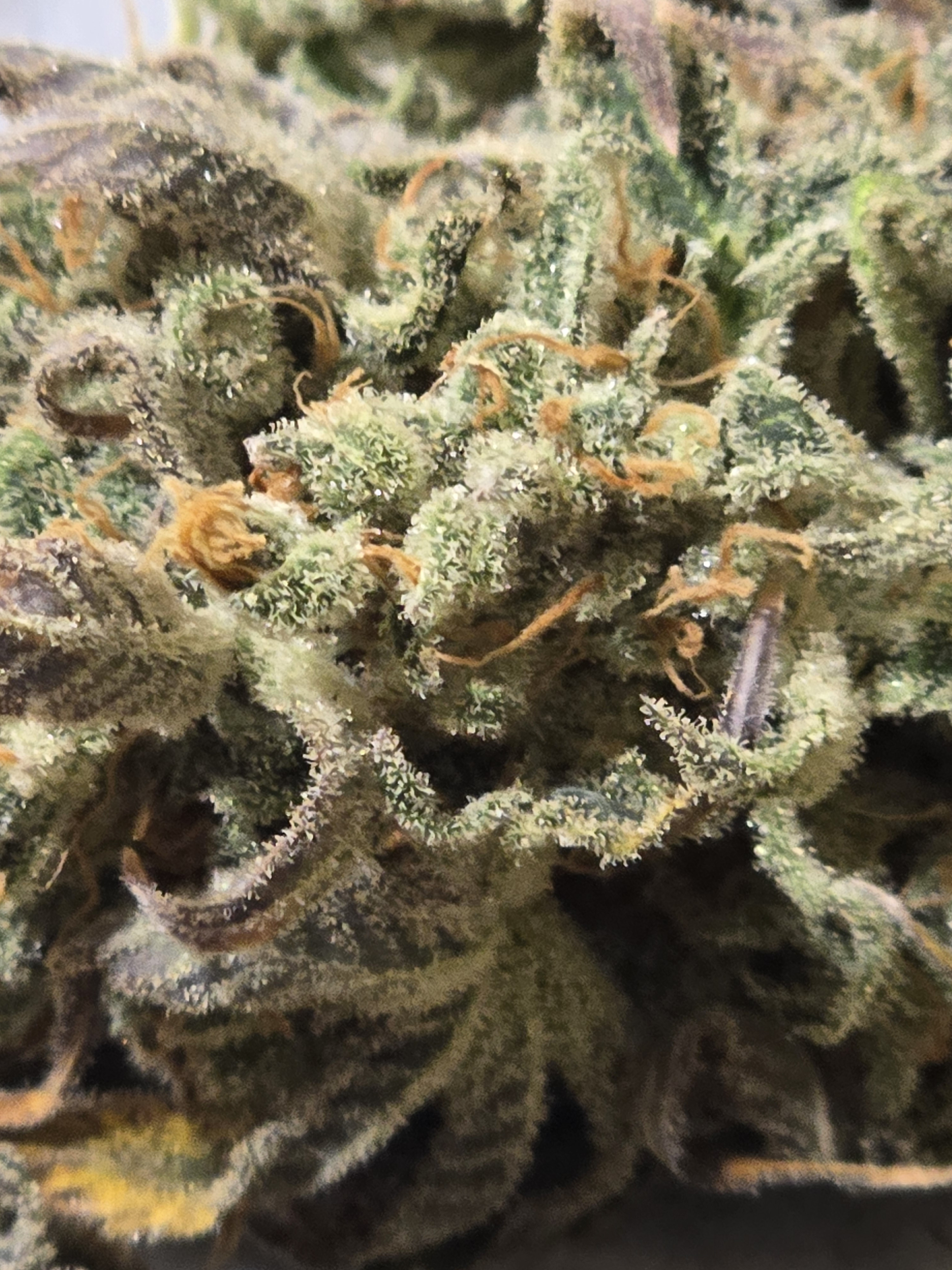 Click image for larger version

Name:	20260405_032543.jpg
Views:	9
Size:	2.07 MB
ID:	664853