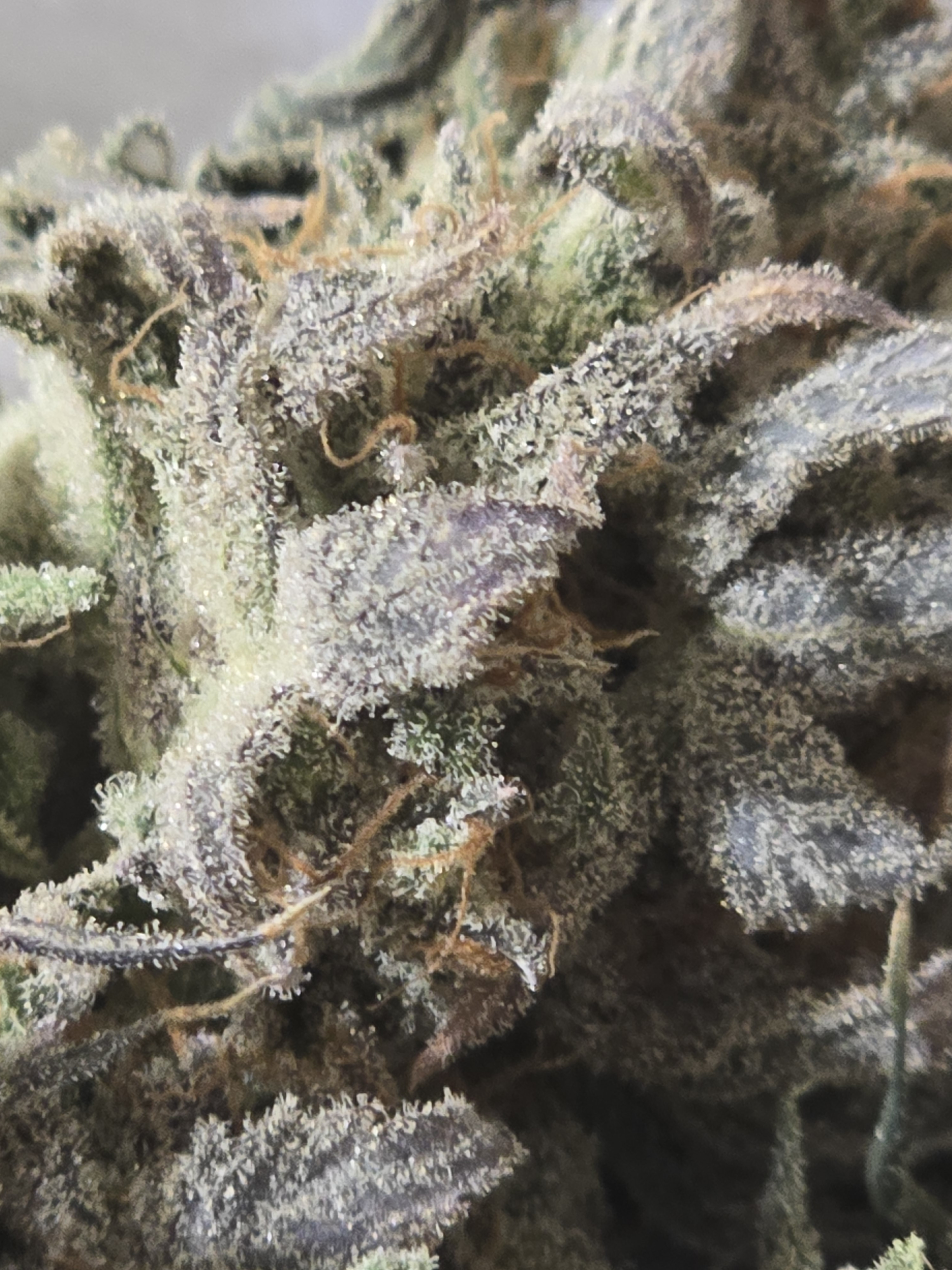 Click image for larger version

Name:	20260405_032611(0).jpg
Views:	9
Size:	1.78 MB
ID:	664854