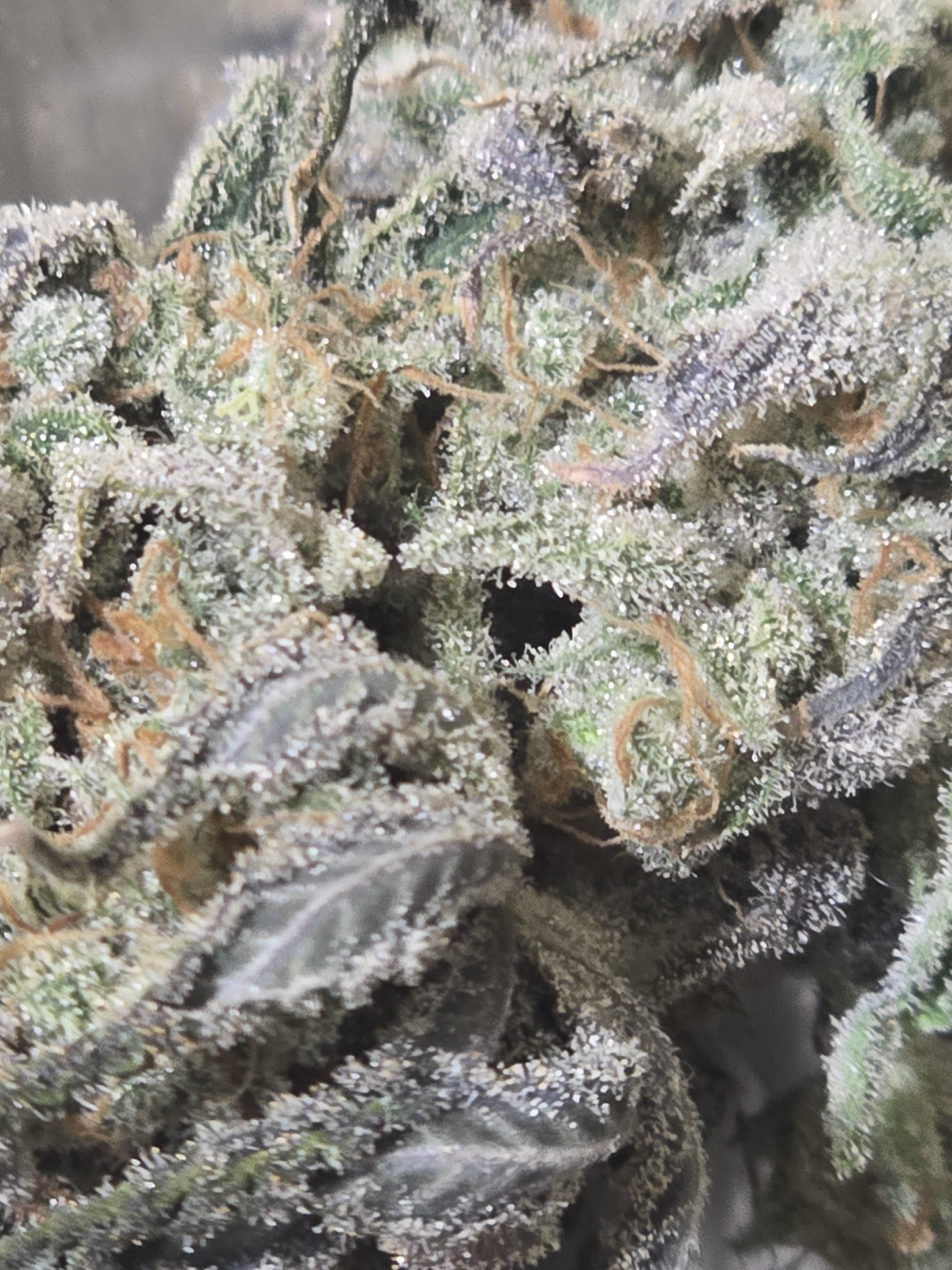 Click image for larger version

Name:	20260405_032622.jpg
Views:	9
Size:	1.98 MB
ID:	664855