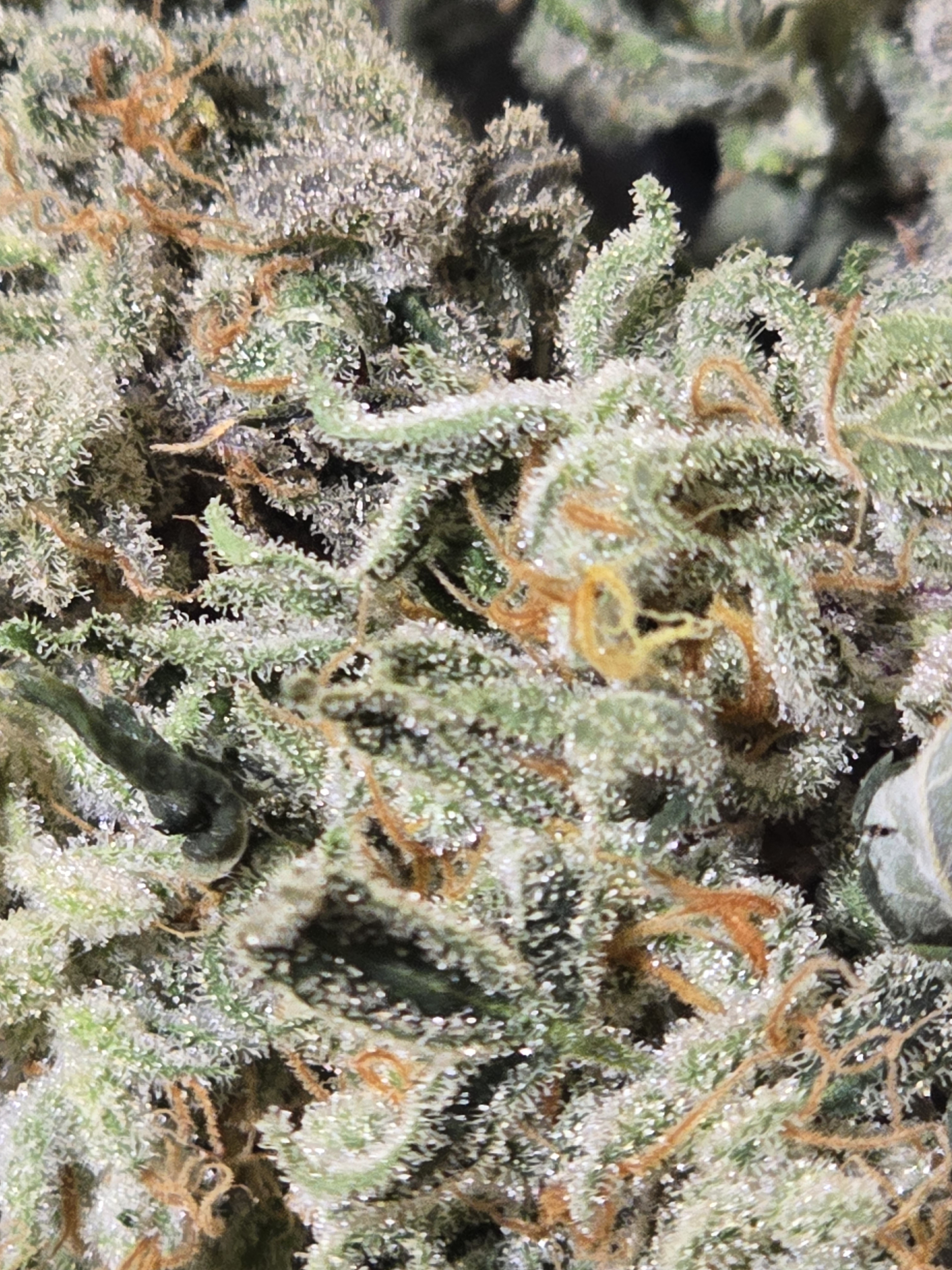 Click image for larger version

Name:	20260405_032636.jpg
Views:	9
Size:	2.47 MB
ID:	664856