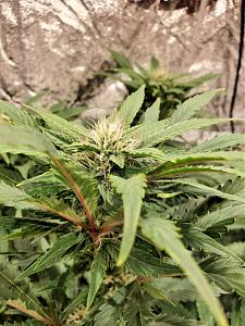 Click image for larger version

Name:	20200509_143849_copy_1209x1612.jpg
Views:	666
Size:	593.3 KB
ID:	403300