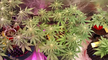 Click image for larger version

Name:	IMG_20180218_171619258.jpg
Views:	231
Size:	1.07 MB
ID:	177059