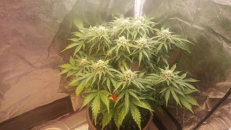 Click image for larger version

Name:	20180228_101949.jpg
Views:	226
Size:	2.68 MB
ID:	180854