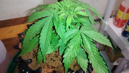 Click image for larger version

Name:	IMG_20180216_082128405.jpg
Views:	233
Size:	777.9 KB
ID:	176379