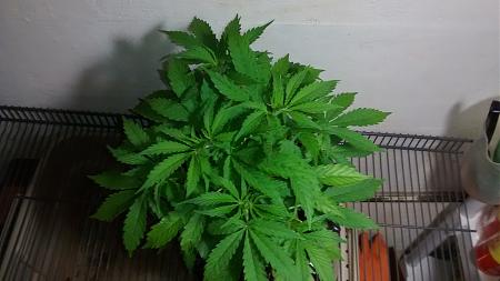 Click image for larger version

Name:	IMG_20180222_100435115.jpg
Views:	240
Size:	577.0 KB
ID:	178472