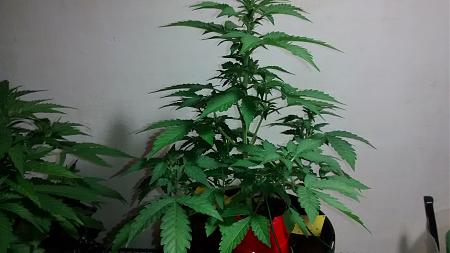 Click image for larger version

Name:	IMG_20180222_100530769.jpg
Views:	217
Size:	559.7 KB
ID:	178474