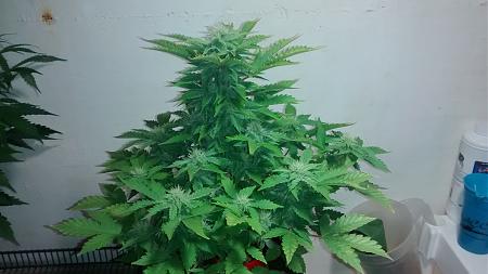 Click image for larger version

Name:	IMG_20180309_102428686.jpg
Views:	259
Size:	601.8 KB
ID:	184245